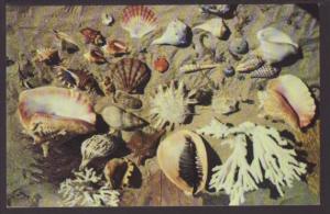 Seashells From the Coasts of Florida Postcard 