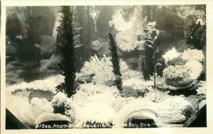 Aquarium Sea Anemanes Depoe Bay Oregon RPPC  #3Photo Postcard 20-2519