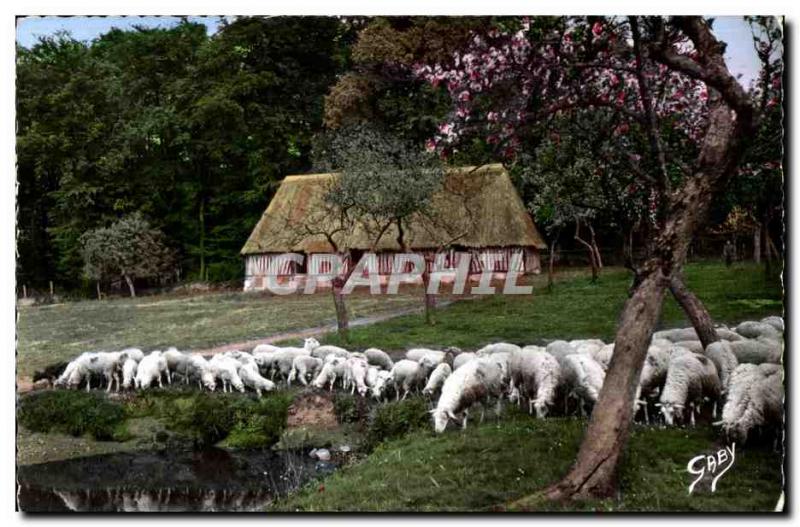 Modern Postcard Sheep at La Normande Pacese