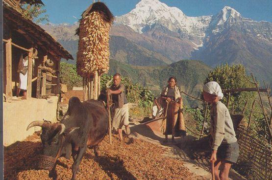 Ghandrung Nepal Villagers Farming Beating Barley Wheat Postcard