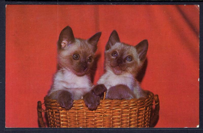 Siamese Kittens in a Basket