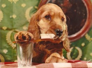 Dog with toothbrush Nice modern French photo postcard