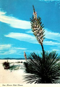 New Mexico State Flower Yuccas In The Great White Sands National Monument