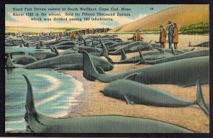 Massachusetts CAPE COD Black Fish Driven ashore at South Wellfleet - LINEN