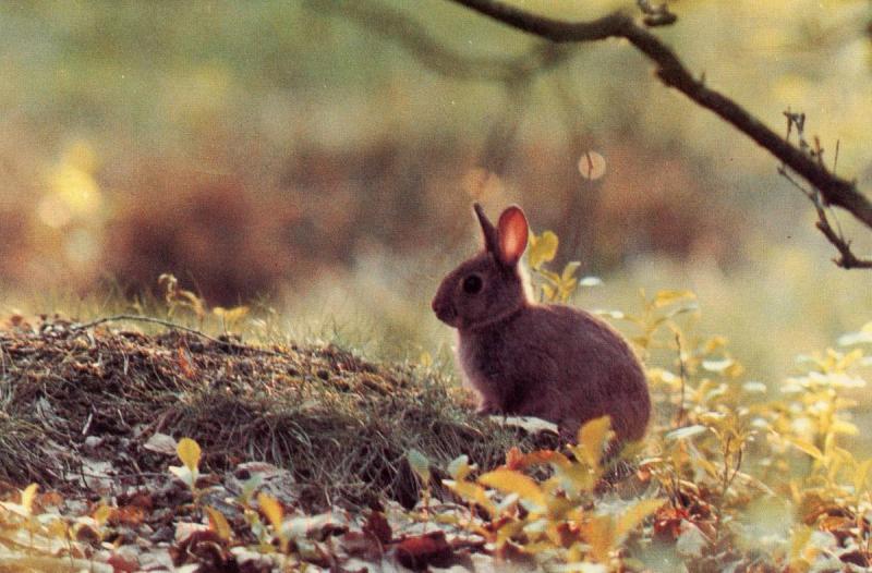 Bunny Rabbit in Ireland