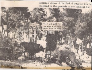 JUDAICA Jerusalem, Israel, Bible Zoo, Animals, 1899? 5660, Apocalypse