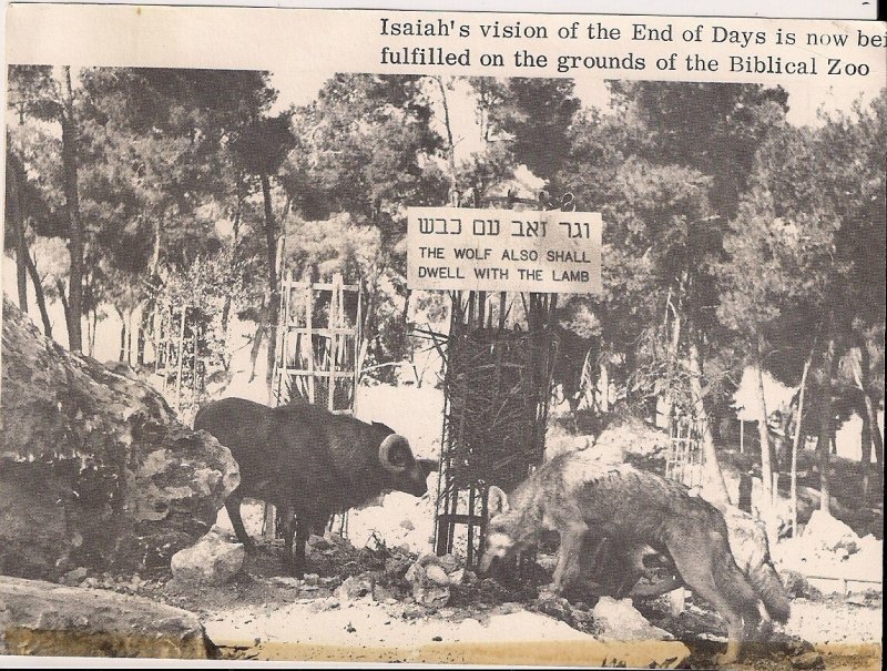 JUDAICA Jerusalem, Israel, Bible Zoo, Animals, 1899? 5660, Apocalypse