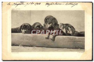 Postcard Old Dog Dogs Bassets