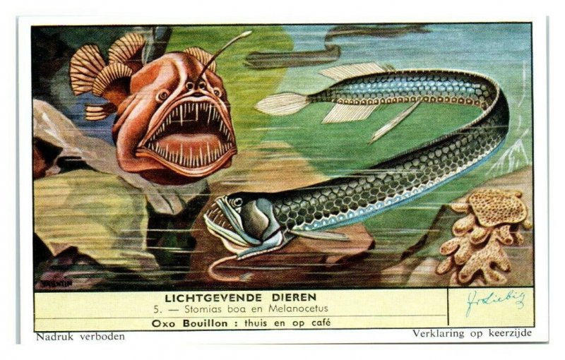 Scaly Dragonfish & Angler Fish, Luminous Animals Liebig Belgian Trade Card