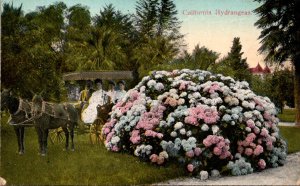 California Beautiful Hydrangeas In Full Bloom