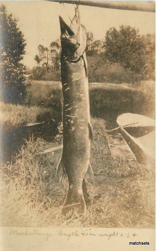 c1910 Large Catch Muskallunge Fishing 40 Long 21 Pound Weight RPPC Real Photo 