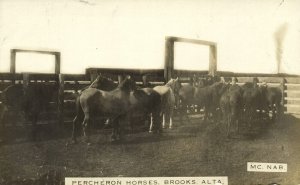 canada, BROOKS, ALTA., Percheron Horses (1910s) Mc Nab RPPC Postcard