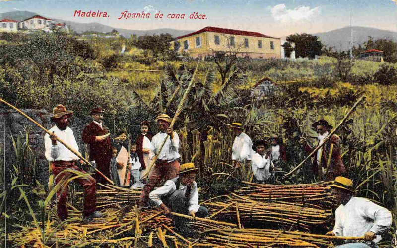 Harvesting Sugar Cane Workers Farming Madeira Portugal 1910c postcard