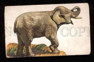 3022964 Charming ELEPHANT Vintage colorful RPPC