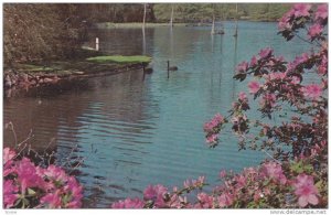 Scenic view,  Swan Lake Gardens,  Sumter,  South Carolina,  40-60s