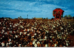 Mechanical Cotton Picker In The Great Southwest