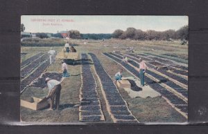 SOUTH AUSTRALIA, RENMARK, DRYING FRUIT, c1910 Intelligence & Tourist Bureau ppc.