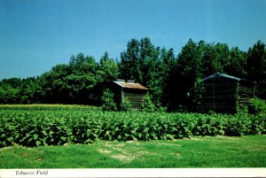 Typical Southern Tobacco Field