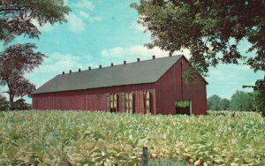 Vintage Postcard Tobacco Barn Field Scott County Kentucky KY By Lusterchrome