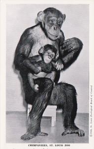 Missouri St Louis Chimpanzees St Louis Zoo