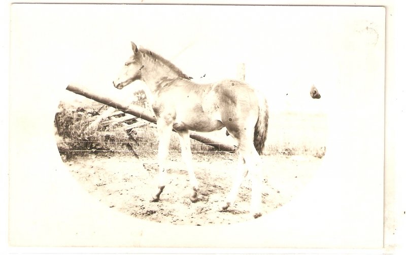 A Horse Old vintage antique postcard