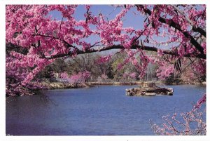 The Redbud Tree is the State Tree of Oklahoma 4 by 6