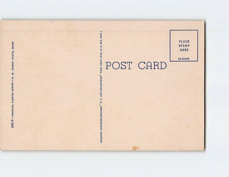 Q-24922 A Coconut Tree in Florida USA