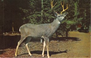 Lot 34 usa sequoia and kings canyon national parks california buck dear