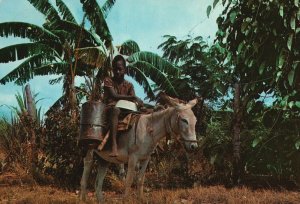 Vintage Postcard Waterboy Jamaica Boy Riding In Cow Novelty Trading Company