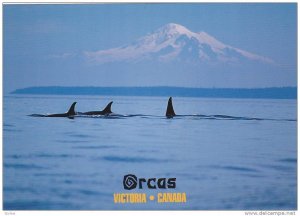 Orcas / Killer Whales, Victoria , B.C. , Canada , 60-80s