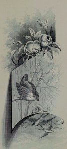1880's Engraved Victorian Trade Card Birds Snail Flowers Butterfly P47