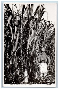 Sao Paulo Brazil Postcard Canna Tall Grasses c1950's Unposted RPPC Photo