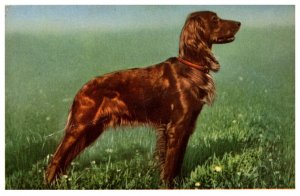 Dog  Irish Setter