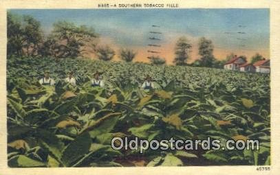 Southern Tobacco Field Farming 1940 