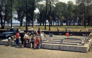 Fish Propagation and Tail Clipping - Chautauqua, New York