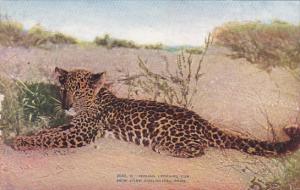 Indian Leopard Cub New York Zoological Park