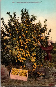 Picking Lemons California Fruit Orchard Postcard c1915