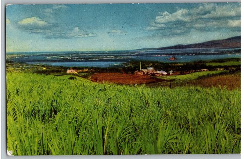 Pearl Harbor Field of Sugarcane Shamrock Shaped Waters US Navy Hawaii Postcard