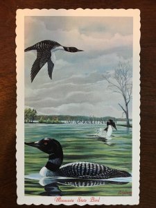 Minnesota State Bird - Common Loon by Ken Haag C3