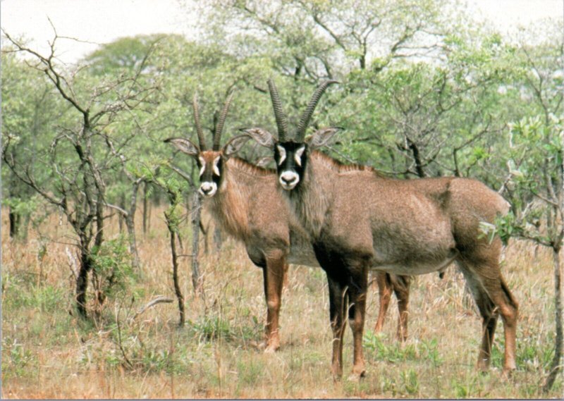 Postcard pair of Roan Antelope at Kruger National Park in South Africa