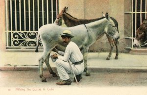 Postcard  Early View of Man milking Burros in Cuba.     S6