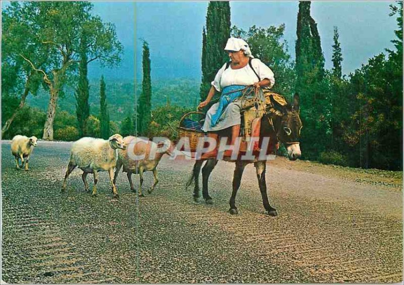 Postcard Modern Greece Donkey Donkey Sheep