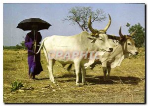 Modern Postcard Shepherd Shepherd Ful Fulani Pular Hirten