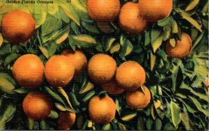 Florida Cluster Of Golden Florida Oranges 1948