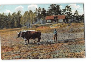 Farming Occupational Postcard 1907-1915 Oxen Plowing Field
