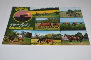 Grusse aus dem Pferde Land Schleswig-Holstein Germany Horses Postcard
