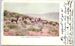 Postcard - A Band of Elk - Colorado