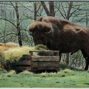 c1910s Minneapolis MN Buffalo Zoo Minnehaha Park RPPC Posted Animal Bench Trees