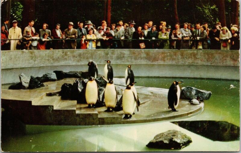 Penguins in Stanley Park Vancouver BC UNUSED Vintage Postcard D97