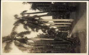 Mauna Loa Park Hawaii HI Royal Palms c1910 Real Photo Postcard